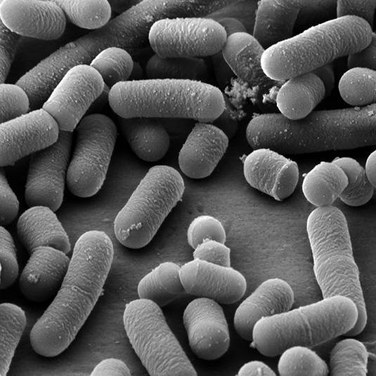 Молочнокислые бактерии: виды, классификация, значение