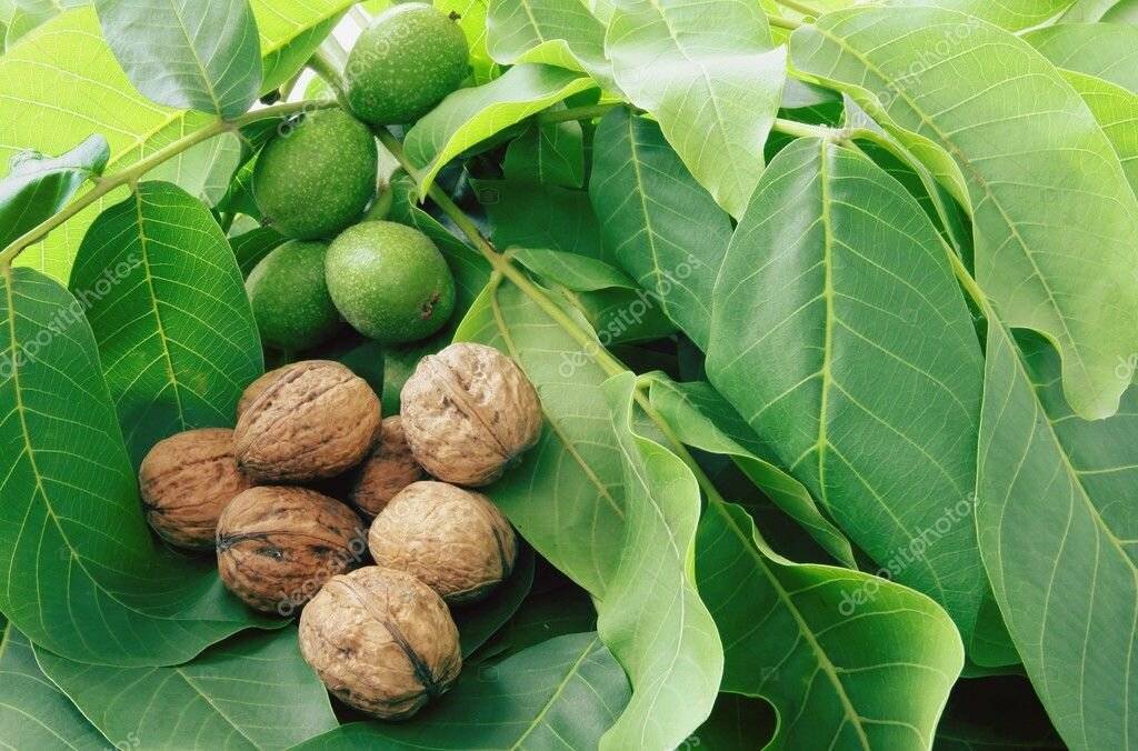 Листья грецкого ореха — полезные свойства и противопоказания
