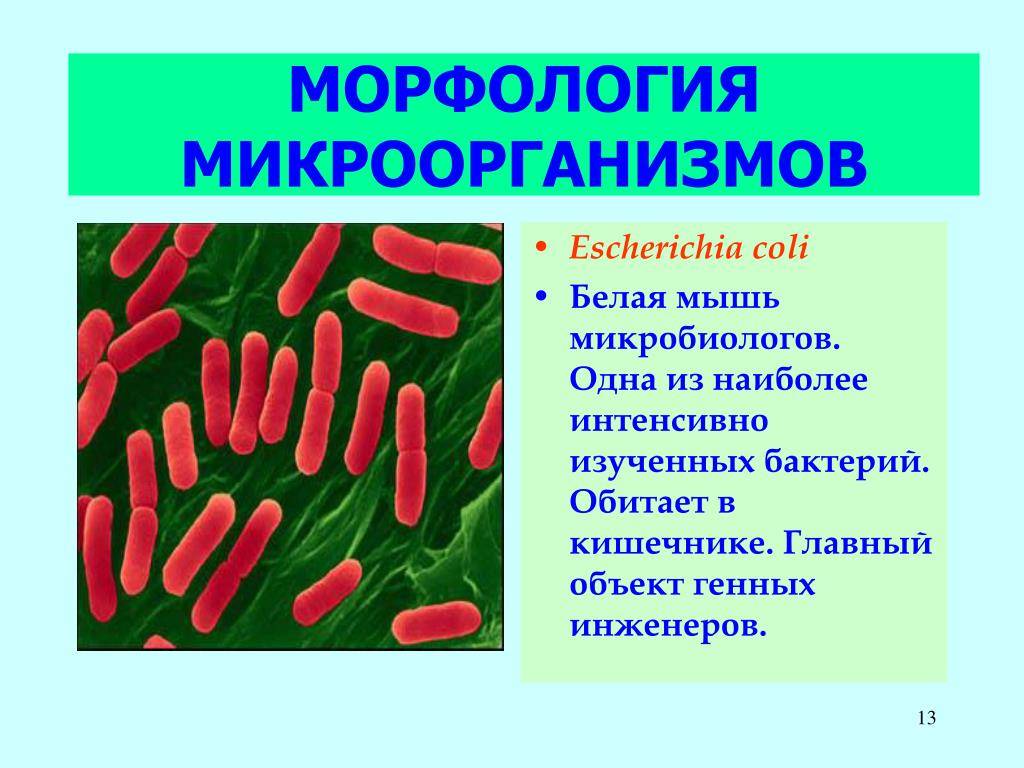 Распространение и значение бактерий в природе