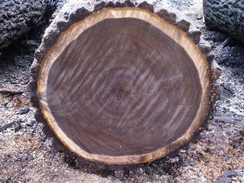 Ценные породы дерева — что это такое?