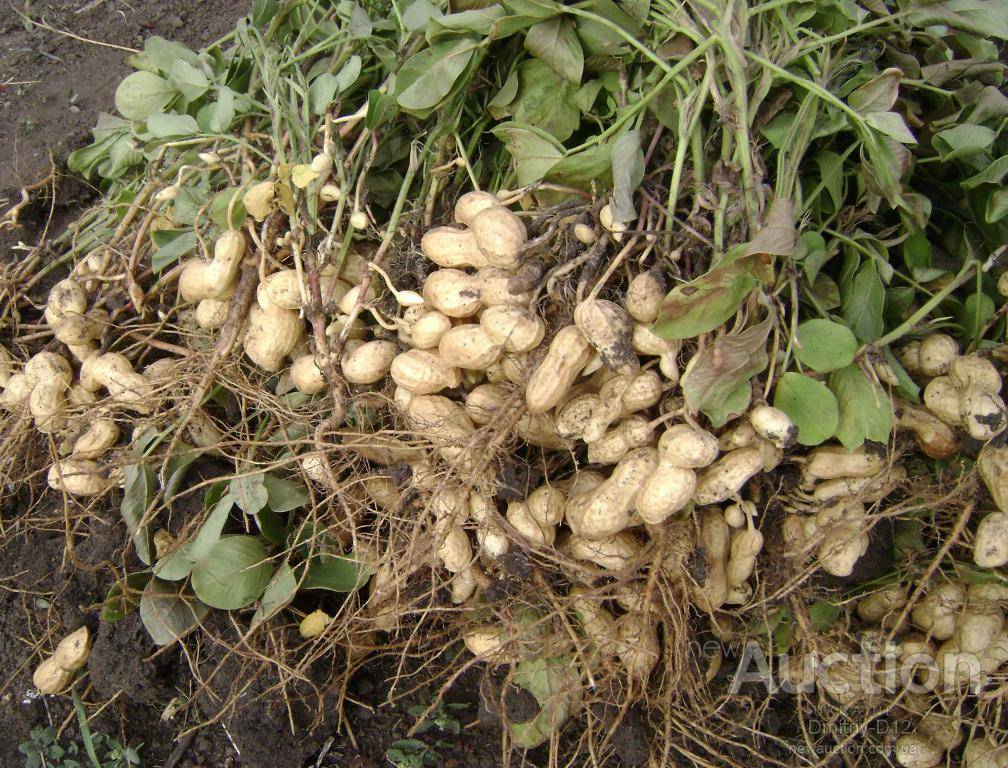 Как и где растет арахис? выращивание земляного ореха в средней полосе россии
