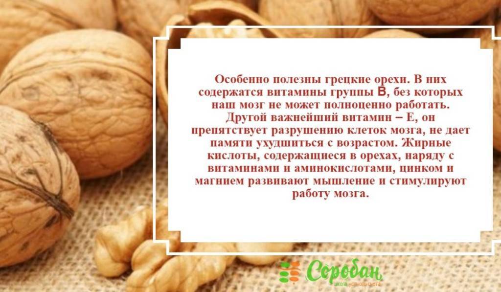 Польза и вред грецких орехов для мозга, волос, сердца, печени