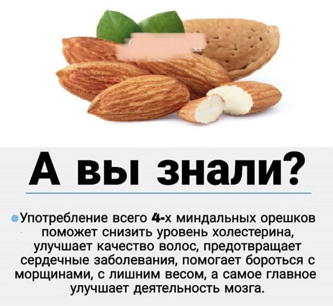 Миндаль: польза и вред орехов для здоровья человека