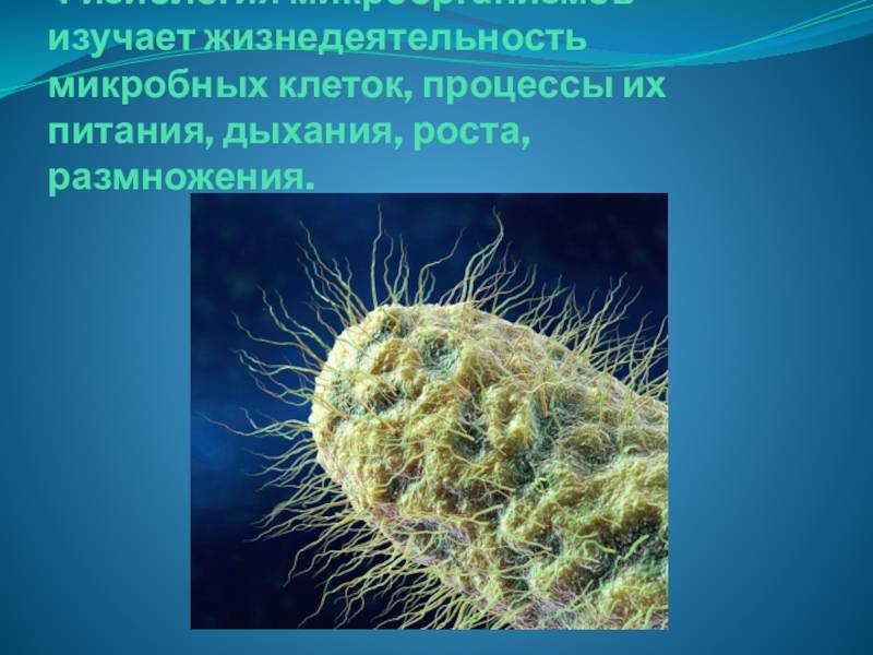 Презентация на тему общая микробиология классификация и морфология микроорганизмов физиология микроорганизмов иммунология