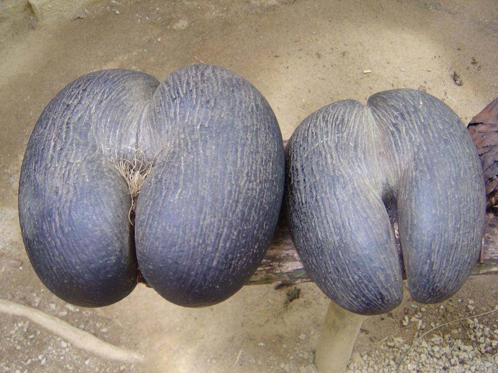 Описание и фото сейшельского ореха