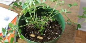 Как вырастить арахис на даче
