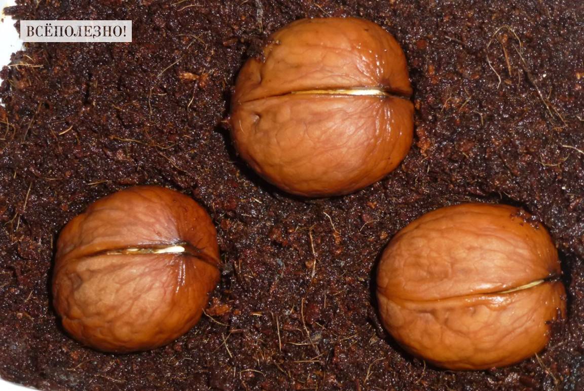 Как прорастить грецкий орех в домашних условиях для посадки: как правильно осуществить проращивание семян, можно ли обойтись без стратификации, когда ждать всходы?
