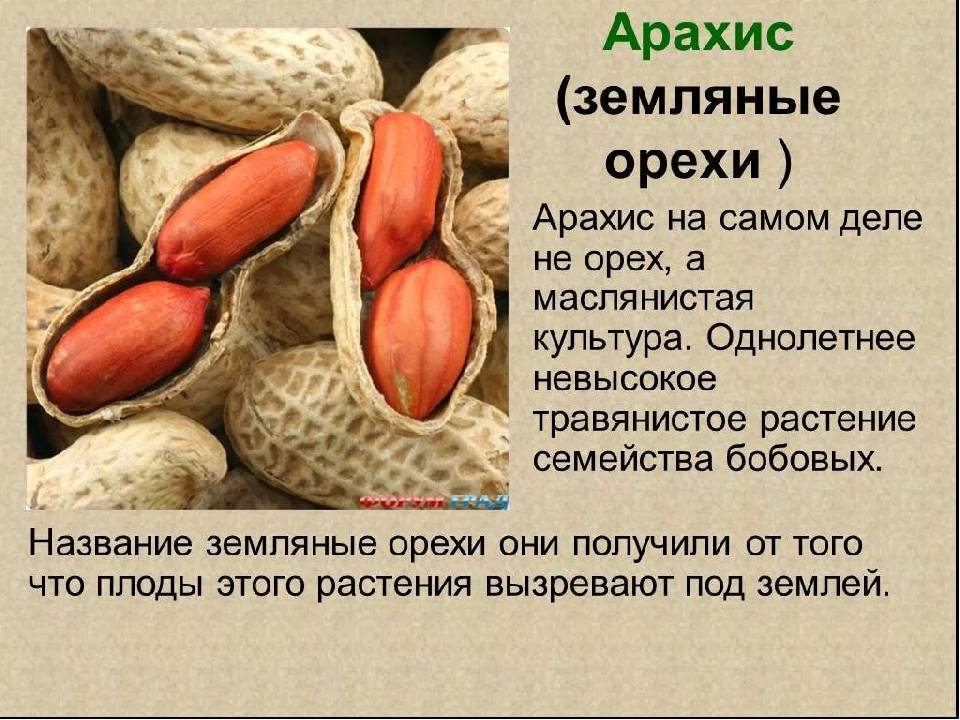 Арахис: орех или бобовые