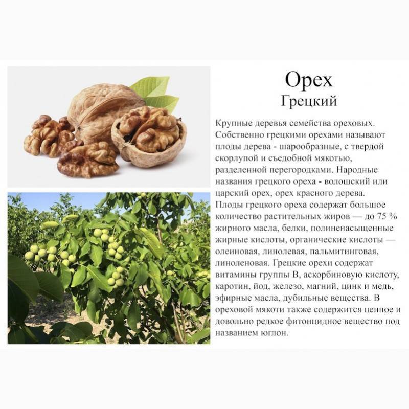 Что содержится в грецких орехах: витамины и минералы в составе