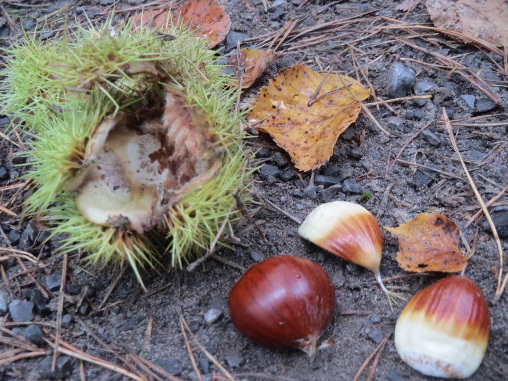 Как посадить каштан из ореха осенью. в открытый грунт | дачная жизнь