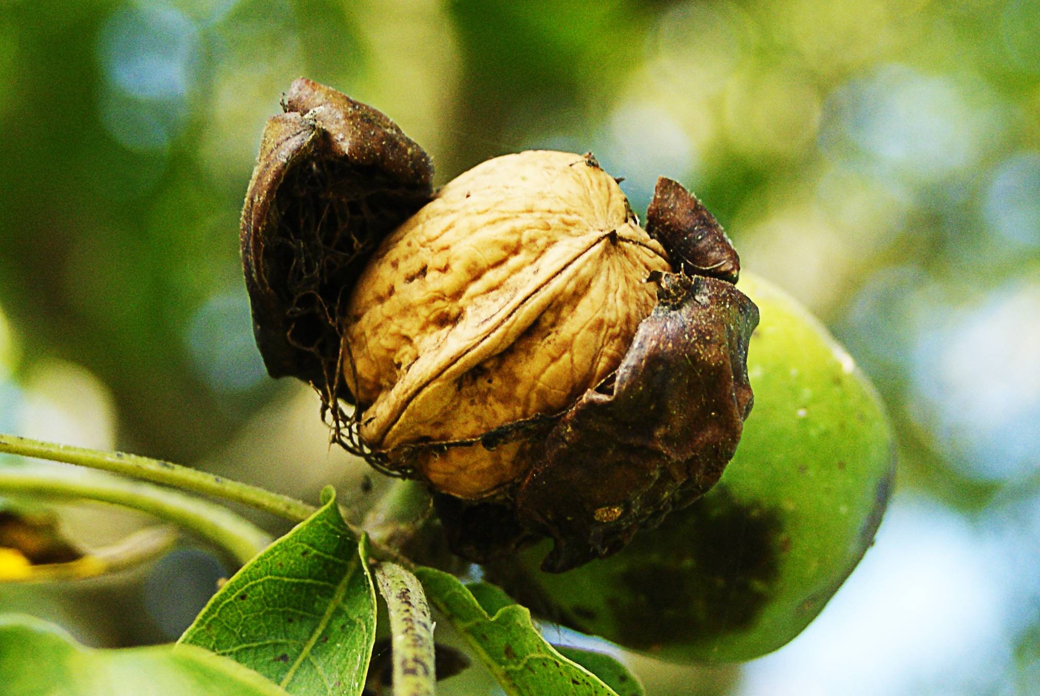 Плодовое дерево грецкий орех: описание сортов, уход и условия выращивания, обрезка и формирование кроны