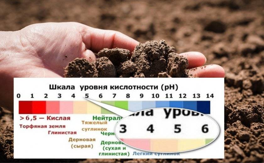 Суглинистая почва – самый плодородный вид грунта | огородники