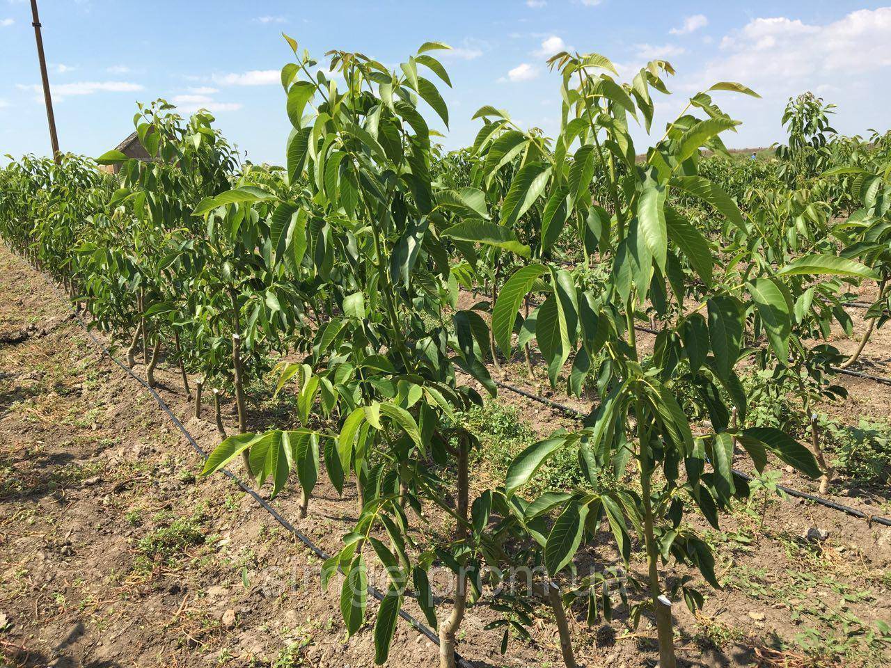 Дерево грецкого ореха: выращивание, посадка, уход, размножение
