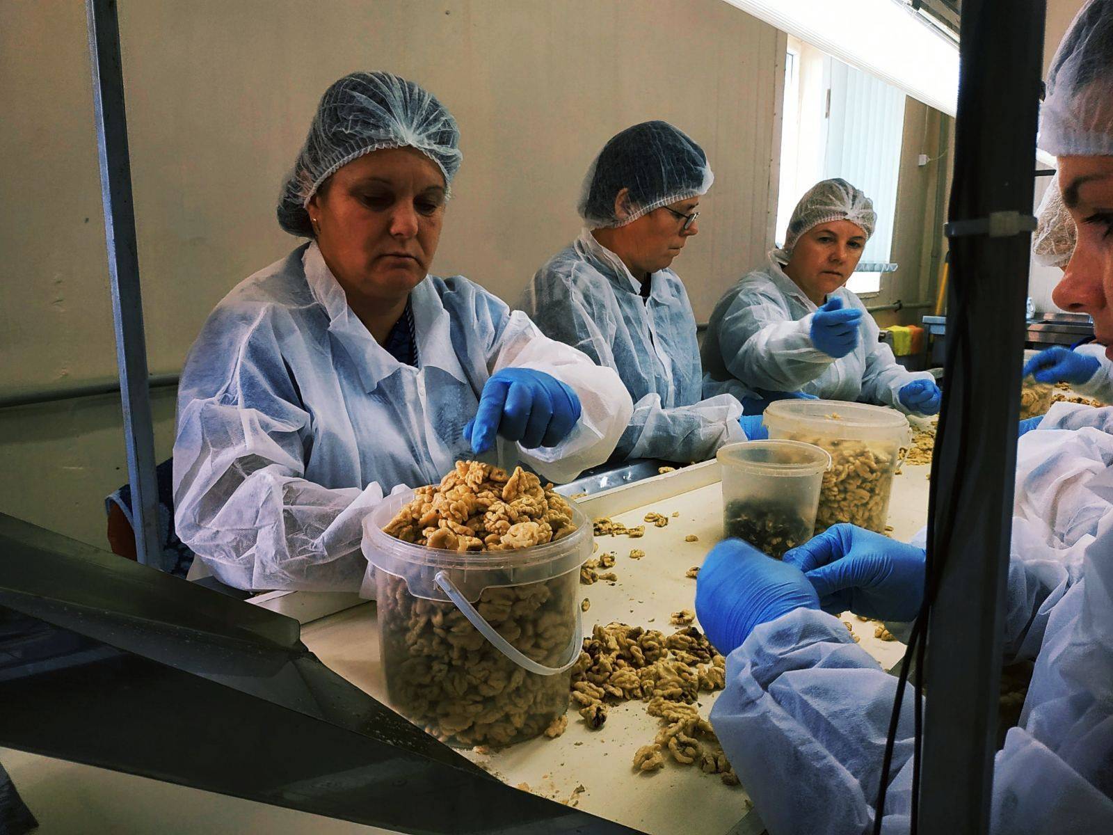 Ореховый бизнес в украине, посадка орехового сада как бизнес — пропозиция