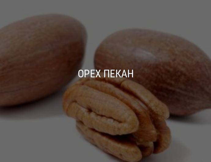 Орех пекан: польза и вред для организма человека