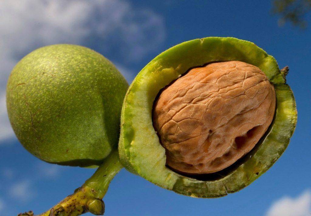 Грецкий орех сбрасывает плоды: почему это происходит, как предотвратить явление, и применение зеленых орешков, которые падают с дерева
