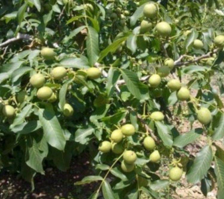 Фундук (орешник): сорта для выращивания