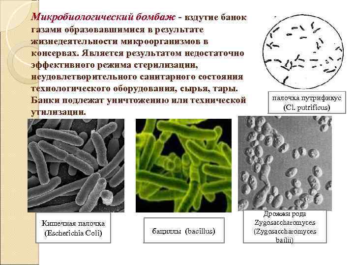 Основные виды микроорганизмов, вызывающих порчу консервированных продуктов. введение в микробиологию консервированных продуктов