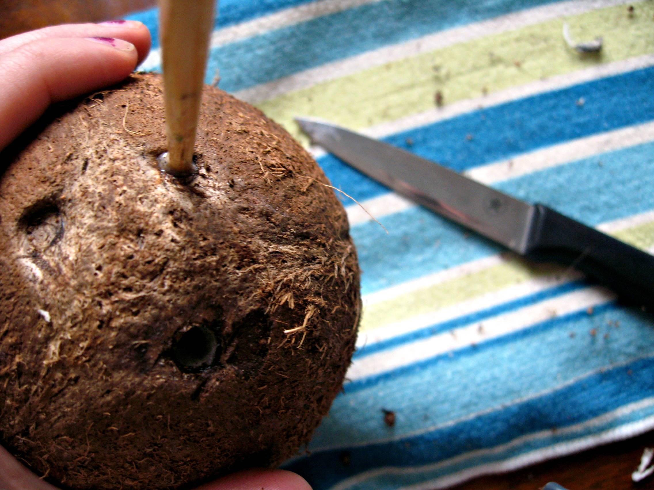 Где и как растут кокосы