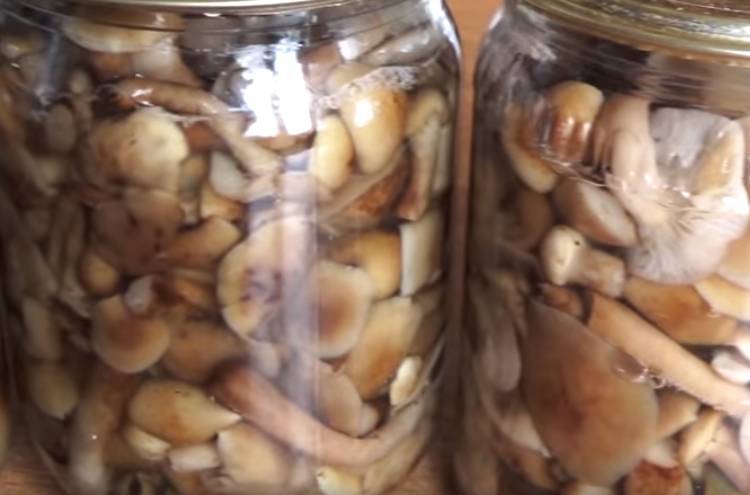 Виды засолки осенних опят в банках: рецепты, как правильно солить грибы холодным и горячим способом