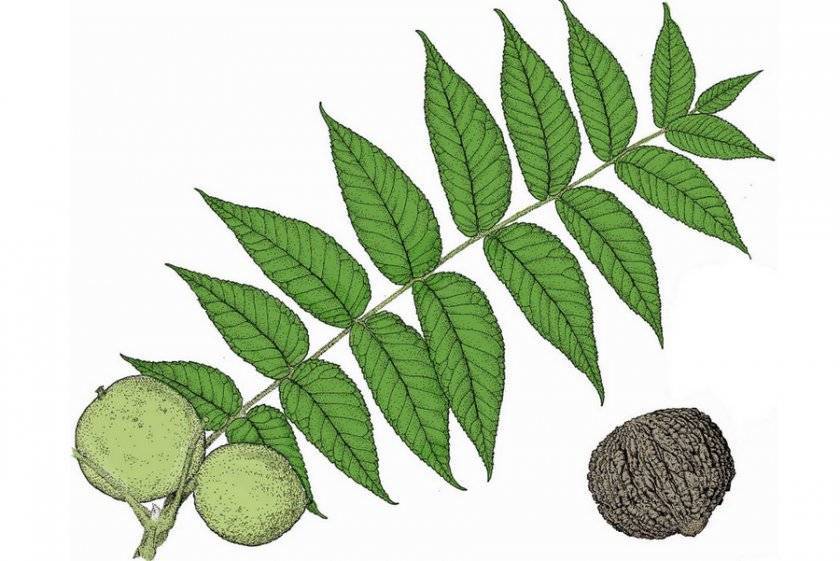 Листья черного ореха: применение, полезные свойства и противопоказания