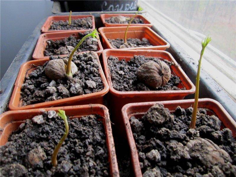 Как посадить и вырастить грецкий орех в домашних условиях