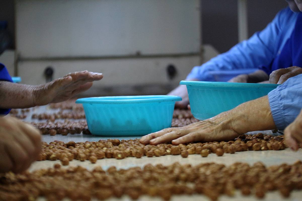 Выращивание ореха фундука приносит резидуальный доход