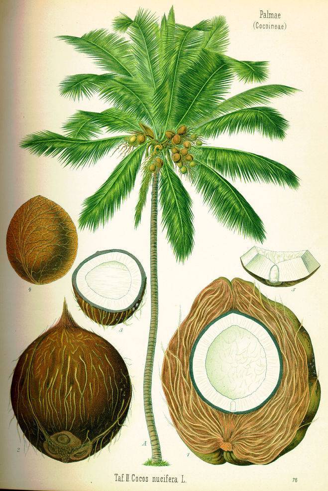 Виды кокосов, чем отличается зеленый, коричневый и желтый
