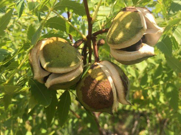 Самый красивоцветущий орех — чекалкин. описание, морозостойкость, алгоритм выращивания