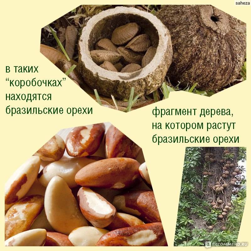 “бразильский орех — полезные свойства и противопоказания экзотического орешка”