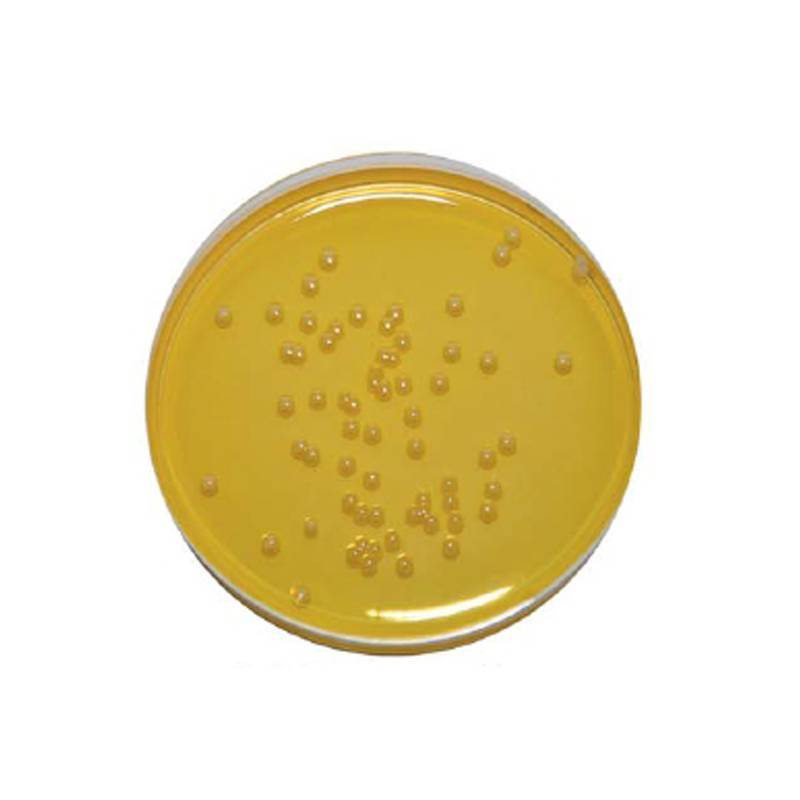 Staphylococcus aureus среда. Стафилококк на ЖСА. Мясопептонный агар стафилококк. Золотистый стафилококк на маннит солевом агаре. Маннитол солевой агар.