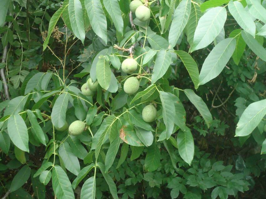 Как использовать листья грецкого ореха?: группа практикум садовода и огородника
