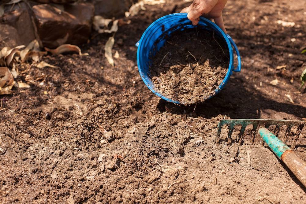 Какую почву любят огурцы и как подготовить землю к посадке: методы для теплицы и открытого грунта