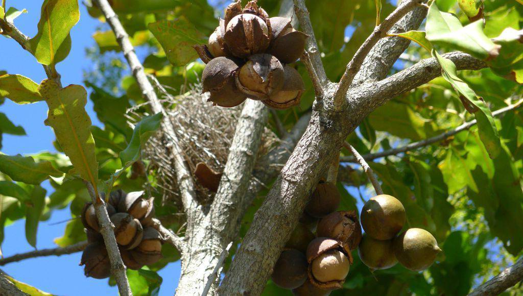 Орех макадамия: полезные свойства и противопоказания, как открыть