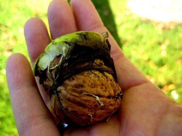Грецкий орех: выращиваем из орешка весной и осенью