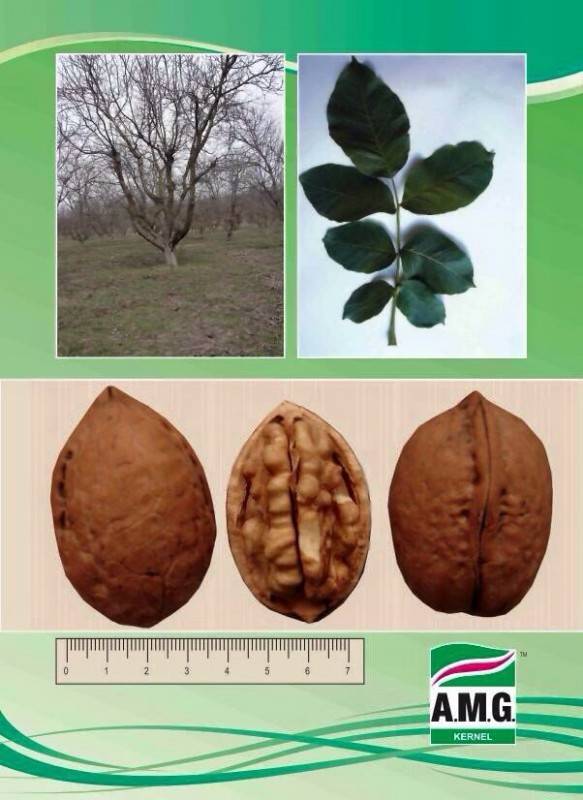 Карликовые сорта грецкого ореха: для каких регионов подходят, и высота, урожайность и другие характеристики деревьев, описание самых популярных низкорослых видов