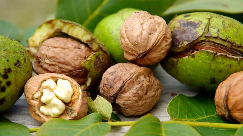 Пророщенные грецкие орехи: польза и вред, лечение средствами из проросших плодов, а также как проращивать для еды?