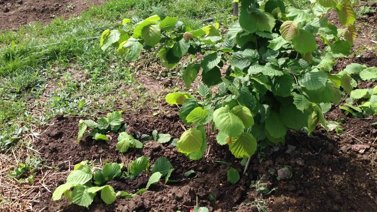 Промышленное выращивание фундука. инвестиции в сад фундука. сорт "трапезунд". агротехника.