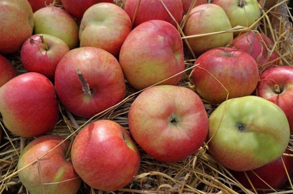 Почему гниют яблоки и груши при хранении? болезни плодов. фото — ботаничка.ru