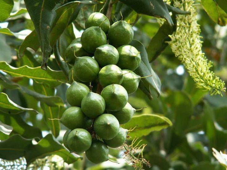 Дерево макадамии: где растет, уход, культура и особенности | про орехи