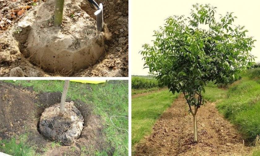 Посадка саженцев грецкого ореха осенью и весной: правила ухода и выращивания