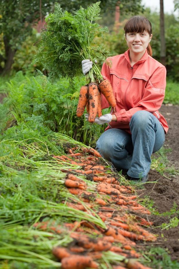 Как вырастить хороший урожай моркови. способы выращивания моркови. выращивание уход подкормка моркови