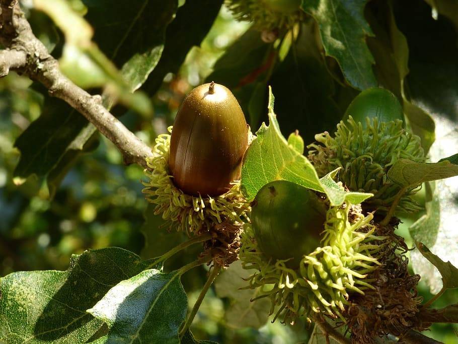 Орех макадамия: полезные свойства и противопоказания, как открыть