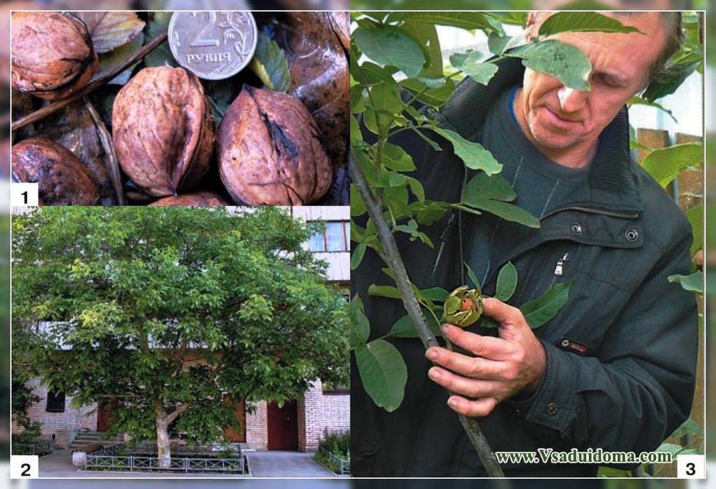 Как вырастить грецкий орех из ореха в домашних условиях, как выбрать плод для посадки и как его прорастить