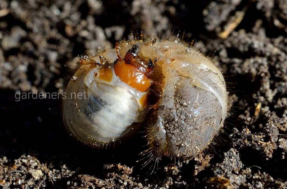 Способы борьбы с личинками майского жука | огородники