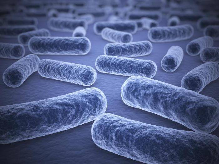 Морфология и физиология молочнокислых бактерий