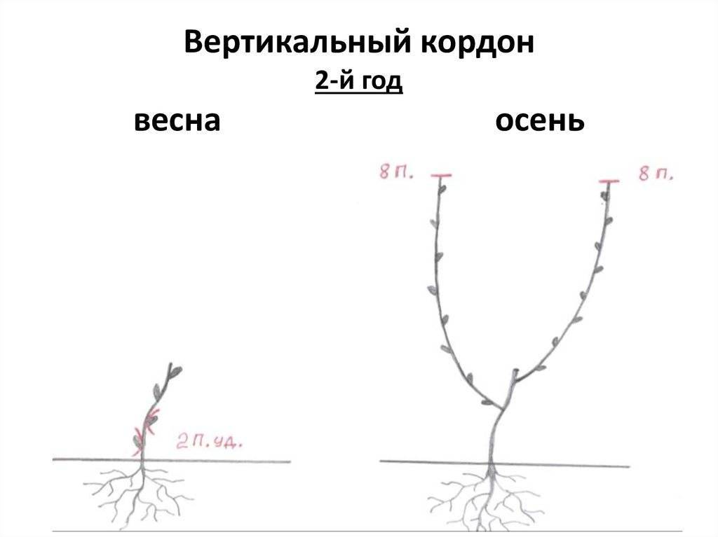 Формируем кроны плодовых деревьев: горизонтальный кордон - всевогород.ру - подробная информация для садоводов-огородников