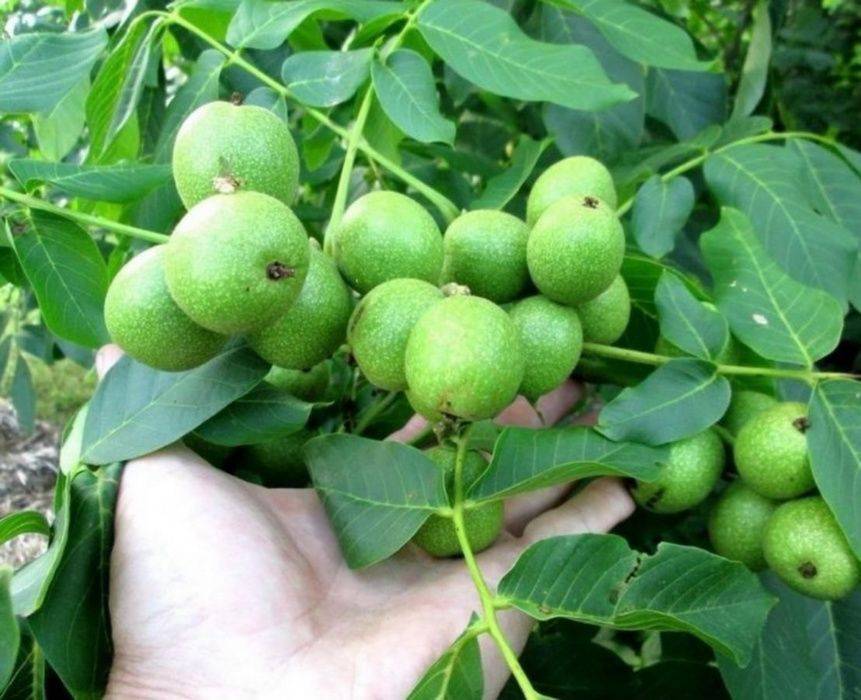 Стоит ли выращивать маньчжурский орех в саду