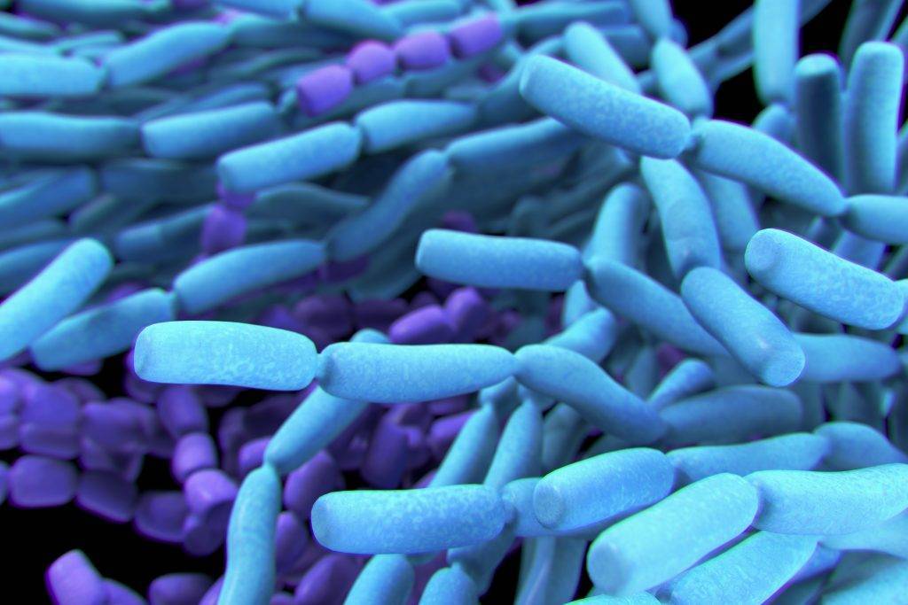 Молочнокислые бактерии: виды, классификация, значение :: syl.ru