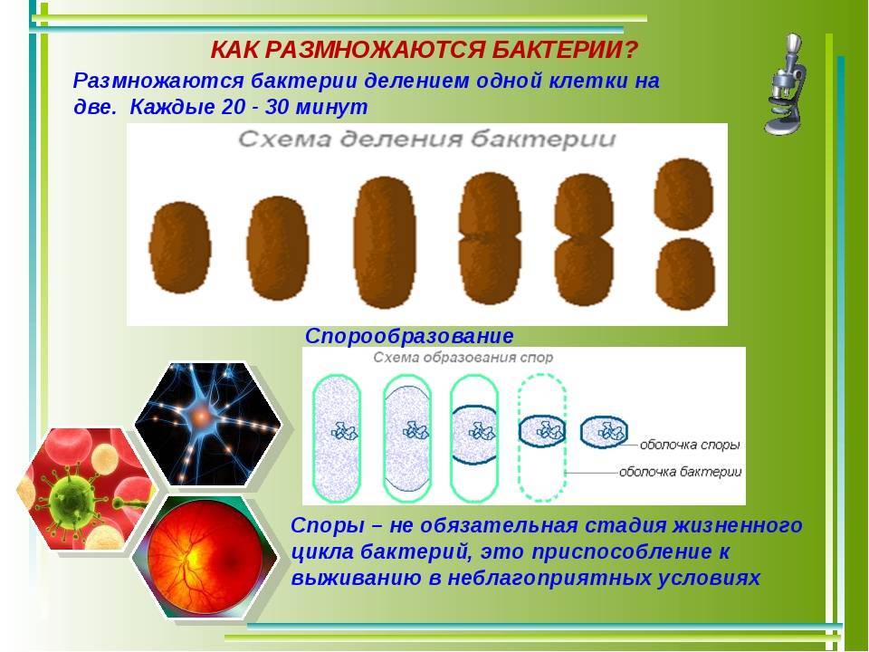 Бактерии 8 класс. Размножение бактерий 5 класс биология. Размножение бактерий микробиология. Схема деления бактериальной клетки. Способы деления бактерий.